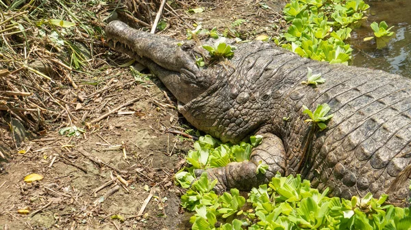 Crocodile Basking Sun — 图库照片