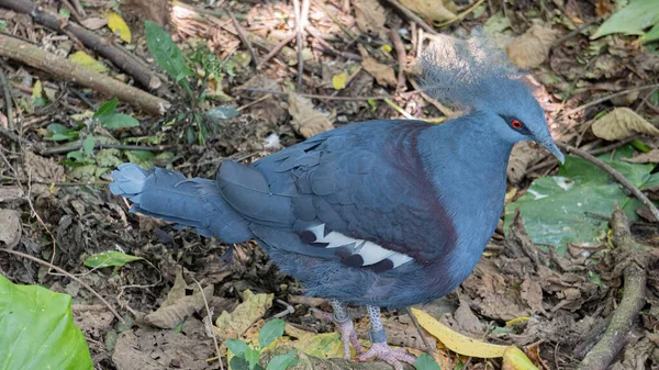 Crowned Pigeon with beautiful blue feathers 3