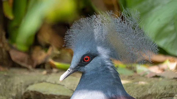 Crowned Pigeon with beautiful blue feathers 6