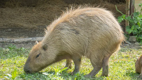 Mignon Capybara Mange Herbe Avec Tête Baissée — Photo