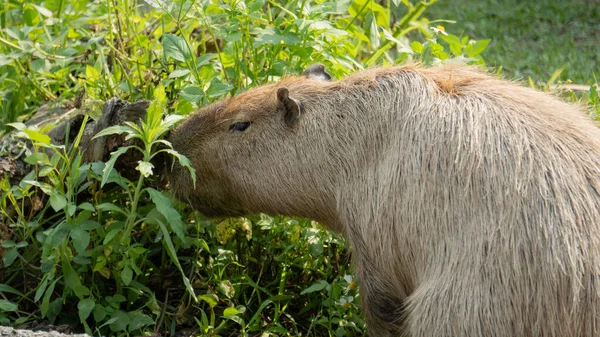 Mignon Capybara Mange Des Plantes — Photo