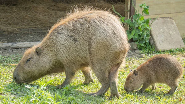 Mignon Capybara Mère Enfant — Photo