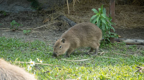 Mignon Petit Capybara Sur Herbe — Photo