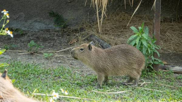 Mignon Petit Capybara Sur Herbe — Photo