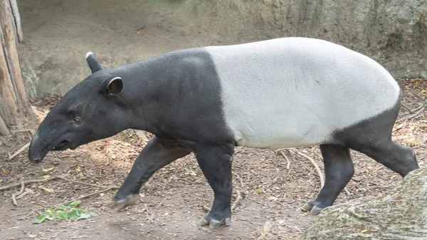 Lindo Tapir Malayo Está Buscando Comida Todas Partes — Foto de Stock