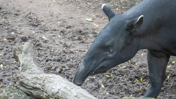 Tapir Malaio Bonito Está Procura Comida Todos Lugares — Fotografia de Stock