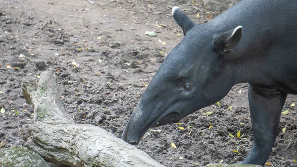 Mignon Tapir Malais Est Recherche Nourriture Partout — Photo