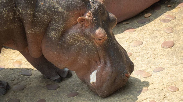 Hippopotamus Bukken Naar Beneden Hooi Eten — Stockfoto