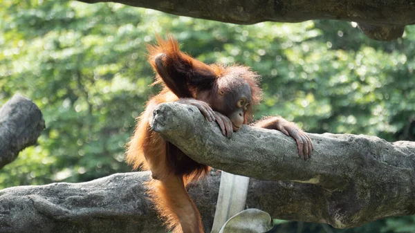 Orangután Que Quiere Trepar Una Rama Árbol — Foto de Stock