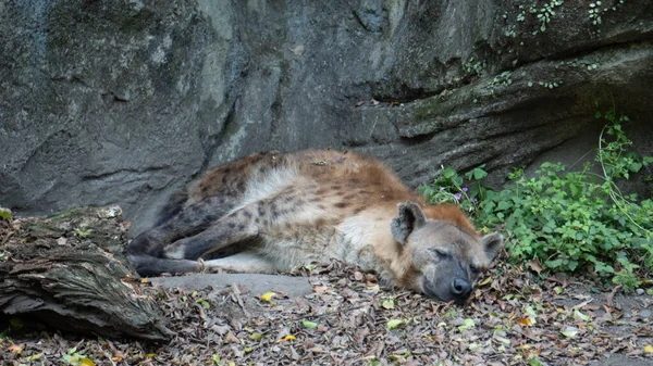 Hyène Repérée Couchée Sur Sol Reposant — Photo