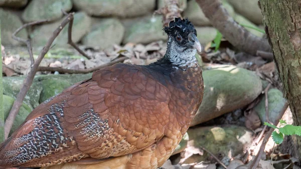 Este Pájaro Mira Distancia — Foto de Stock