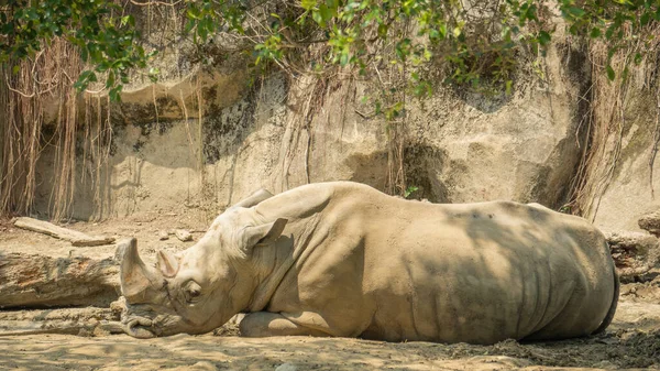 Rinoceronte Blanco Tirado Suelo —  Fotos de Stock