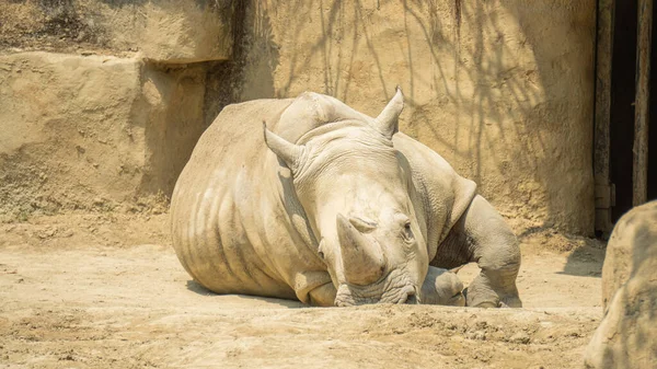 Rhinocéros Blanc Couché Par Terre — Photo