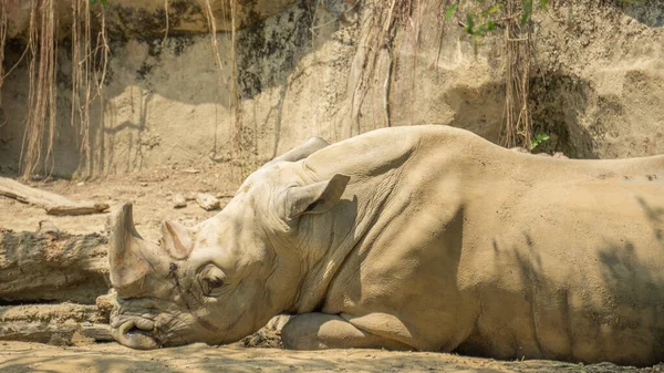 Rhinocéros Blanc Couché Sur Sol — Photo