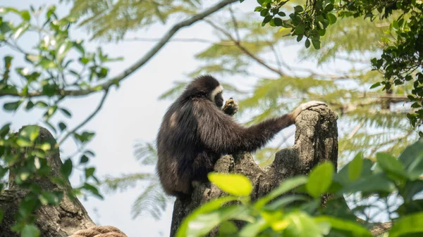 Gibbon Con Las Manos Blancas Sentado Parte Superior Del Árbol — Foto de Stock