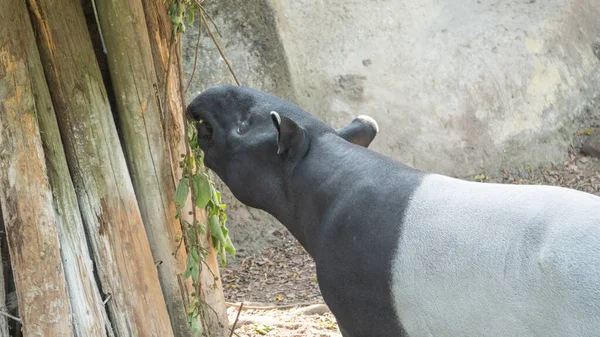 Cute Malay tapir is looking for food everywhere 2 — Stock Image Cute Malay Tapir Looking Food Everywhere Stock Photo