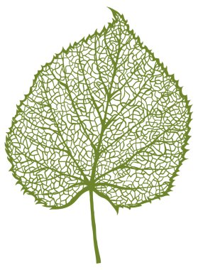 ıhlamur yaprağı