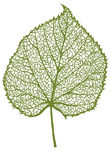 Hoja de tilo — Vector de stock