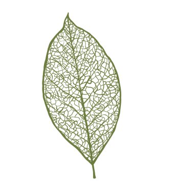 Vektör fındık yaprak, beyaz arka plan üzerinde izole