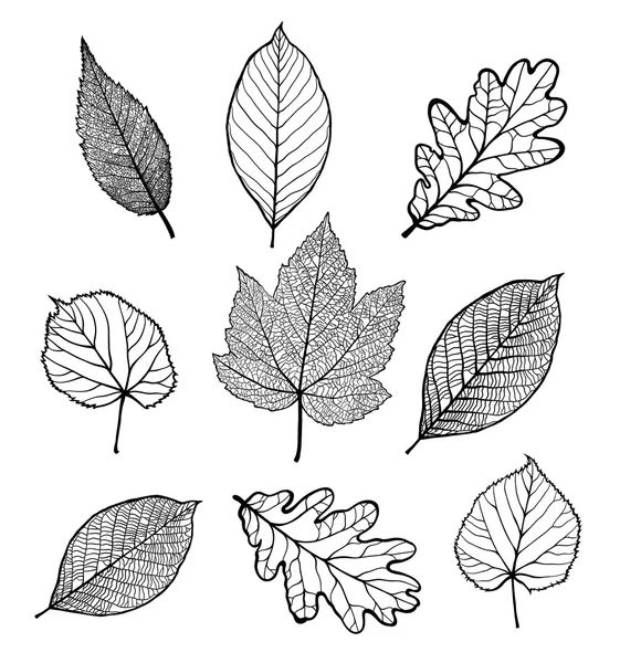 Conjunto de hojas — Archivo Imágenes Vectoriales