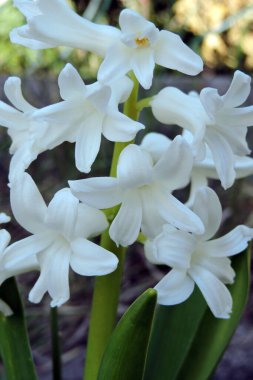 Yakın plan beyaz sümbül çiçekleri ve yeşil yapraklar.