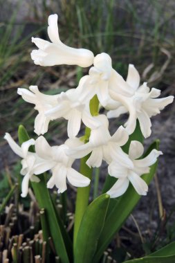 Yakın plan beyaz sümbül çiçekleri ve yeşil yapraklar.