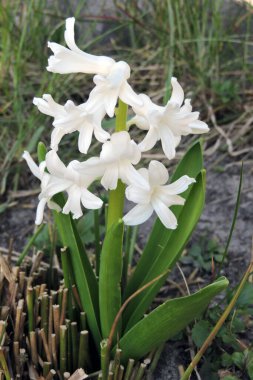 Yakın plan beyaz sümbül çiçekleri ve yeşil yapraklar.