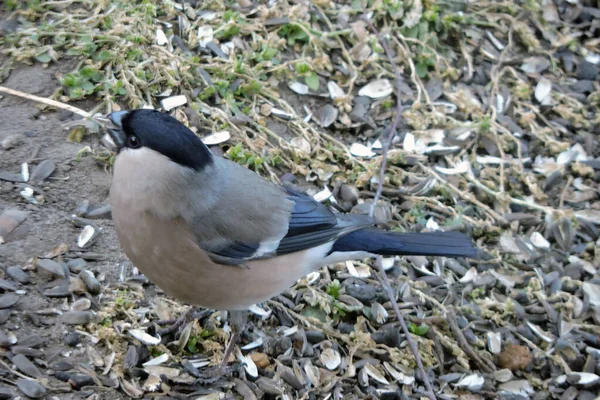 Bullfinch Fêmea Sentado Chão Comendo Sementes Girassol — Fotografia de Stock