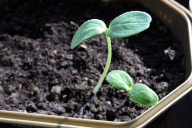 Salatalık fidelerinin yakın çekimi.