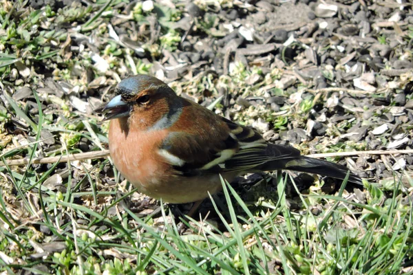 Sebuah Potret Dari Chaffinch Umum Duduk Tanah Dan Makan Biji — Stok Foto