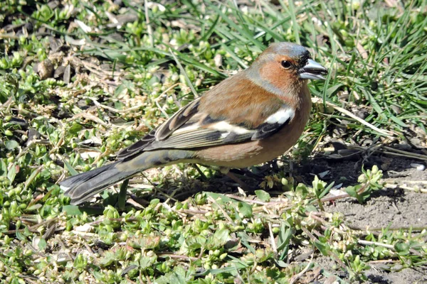 Sebuah Potret Dari Chaffinch Umum Duduk Tanah Dan Makan Biji — Stok Foto