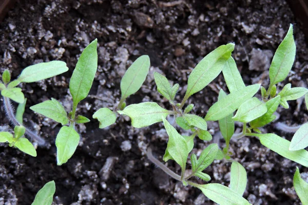 Primer Plano Las Plántulas Tomate — Foto de Stock