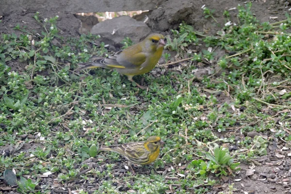 Serin Européen Mâle Pinson Vert Assis Sur Sol — Photo