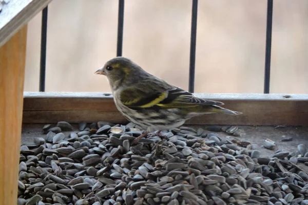 Portrait Female European Serin Eating Sunflower Seeds Bird Feeder — Stock Photo, Image