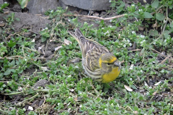 Een Mannelijke Europese Serin Die Grond Zit Zonnebloempitten Eet — Stockfoto