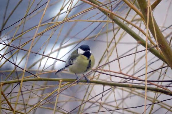 Great Tit Sitting Leafless Branch Winter — Stock Fotó