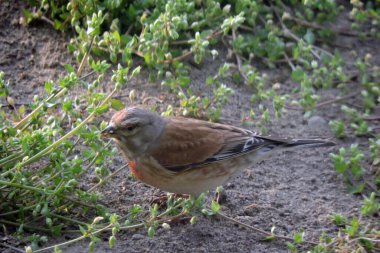 A portrait of a male common linnet standing on the ground and eating chickweed buds, flowers, seeds and leaves clipart