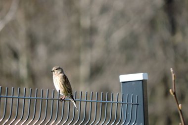 Kaynaklı tel örgü panellerden yapılmış bir çitin üzerinde oturan sıradan bir kadının portresi.