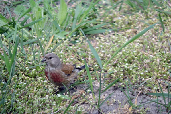 Retrato Linnet Común Masculino Parado Suelo Comiendo Cogollos Pollito Flores —  Fotos de Stock