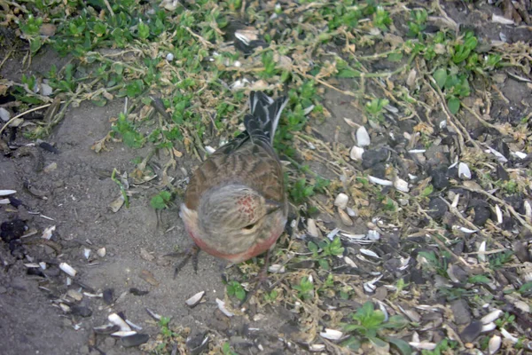 Portrait Linnet Commun Mâle Avec Une Poitrine Rouge Debout Sur — Photo