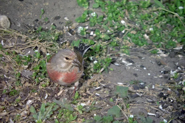 Retrato Linnet Común Masculino Con Pecho Rojo Pie Suelo Comiendo —  Fotos de Stock