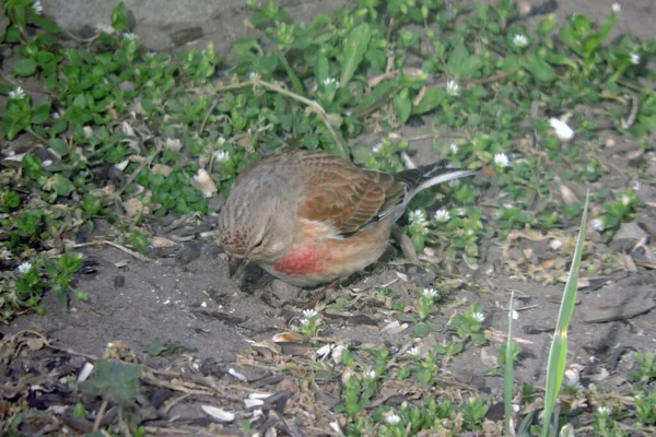 Retrato Linnet Común Masculino Con Pecho Rojo Pie Suelo Comiendo —  Fotos de Stock