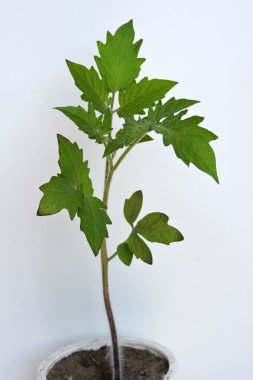 Bir tencerede büyüyen büyük bir domates filizinin yakından çekimi, beyaz tencerede izole edilmiş.