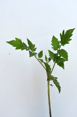 Büyük bir domates filizinin yakın çekimi beyazın üzerinde izole edilmiş.