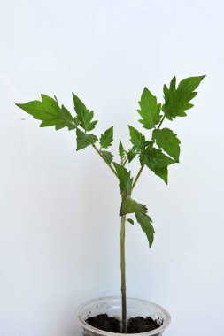 Bir tencerede büyüyen büyük bir domates filizinin yakından çekimi, beyaz tencerede izole edilmiş.