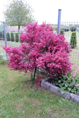 Bir sandığa, yakut çiçeklere aşılanmış sıradan bir süpürge. 