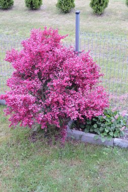 Bir sandığa, yakut çiçeklere aşılanmış sıradan bir süpürge. 