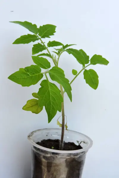 Close Big Tomato Seedling Growing Pot Isolated White Royalty Free Stock Photos