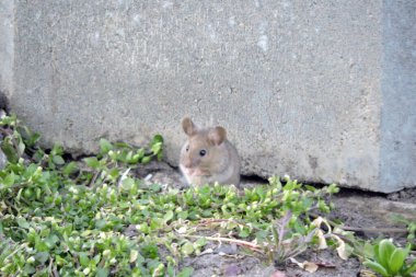 Şirin bir Avrupa ahşap faresinin yakın çekimi