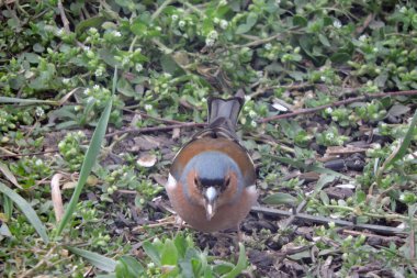 Yerde oturup ayçekirdeği yiyen sıradan bir papatya ağacının portresi.